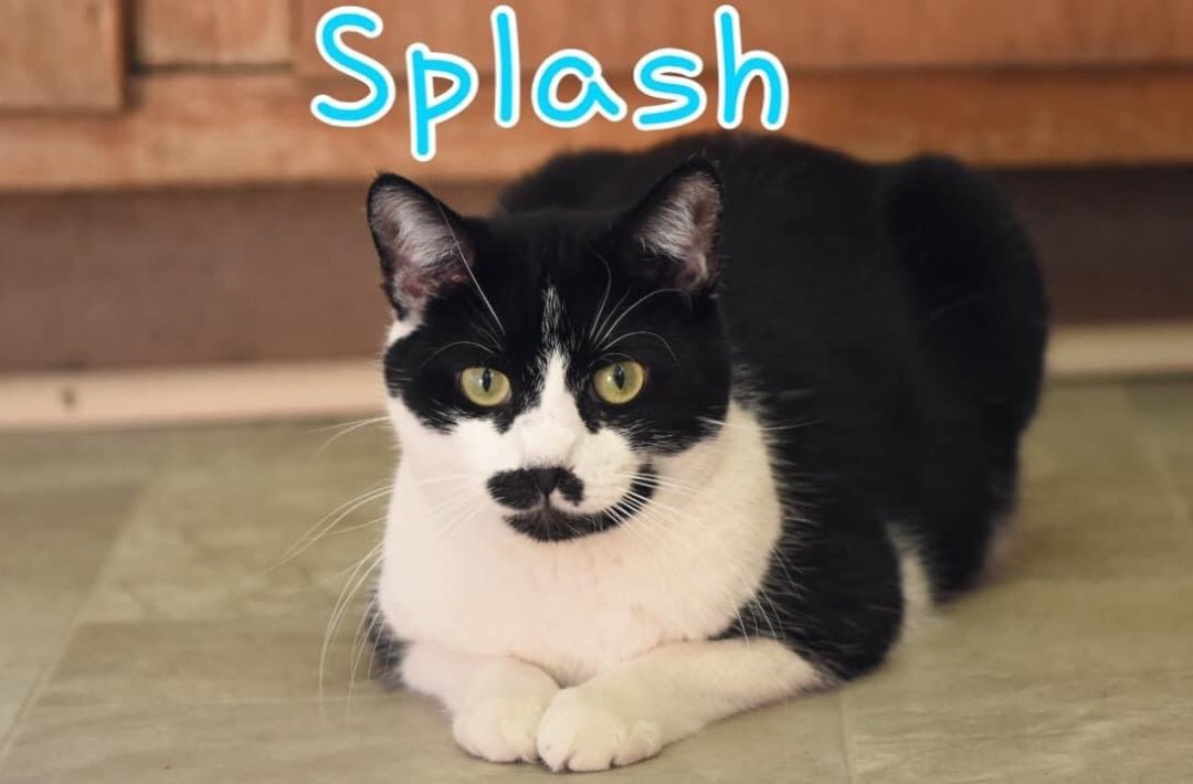 Splash, a Adoptable Domestic Short Hair in Little Falls, NY image 3/4