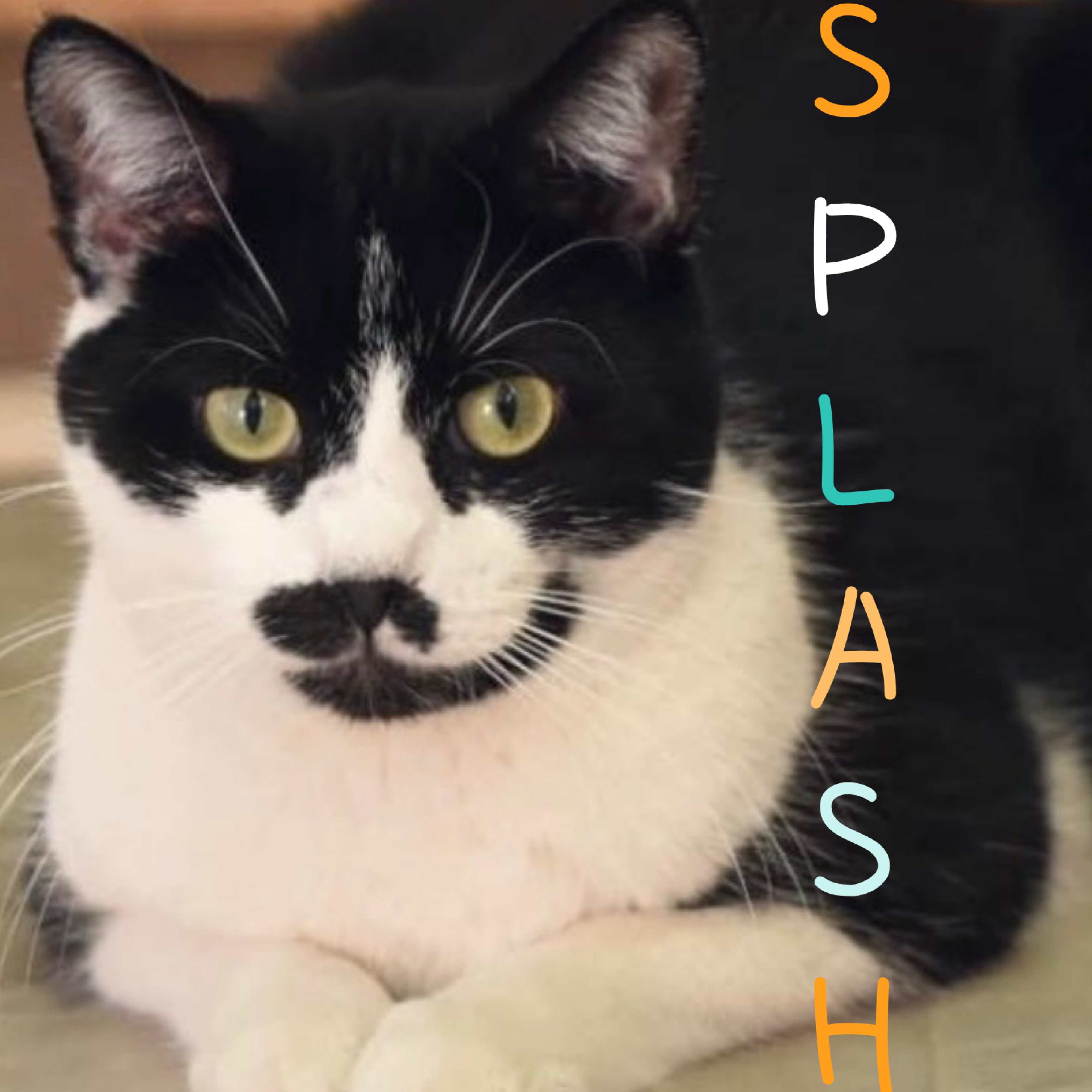 Splash, a Adoptable Domestic Short Hair in Little Falls, NY image 1/4