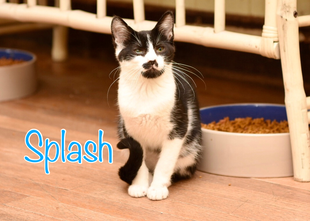 Splash, a Adoptable Domestic Short Hair in Little Falls, NY image 4/4