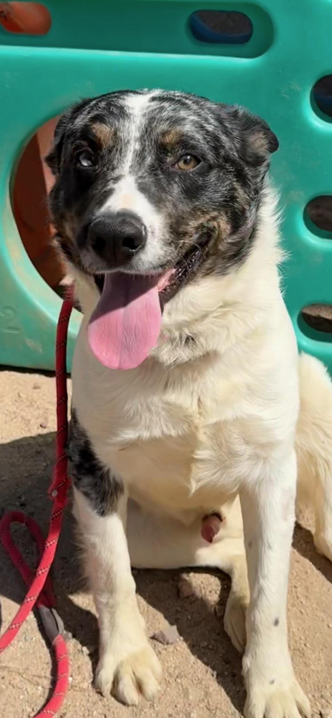 Enlarge Roger, a ADOPTABLE mixed breed in Colville , WA image 2/2