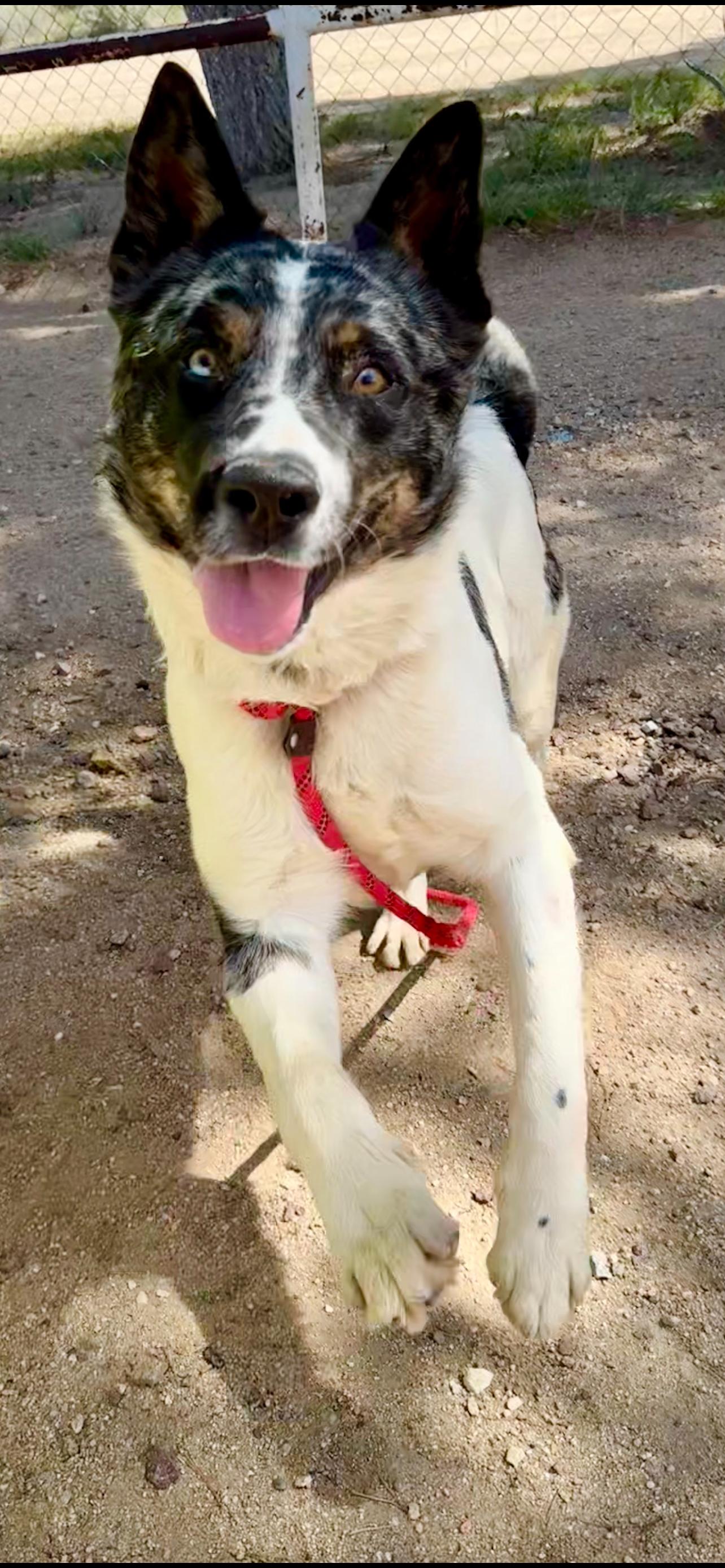 Enlarge Roger, a ADOPTABLE mixed breed in Colville , WA image 1/2