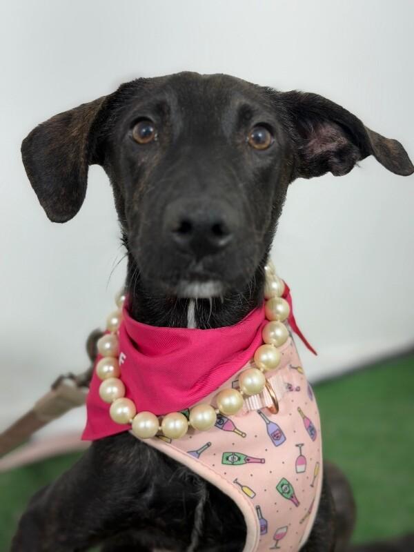 Miss Bianca-One of our Amazing Rescue Dogs photo