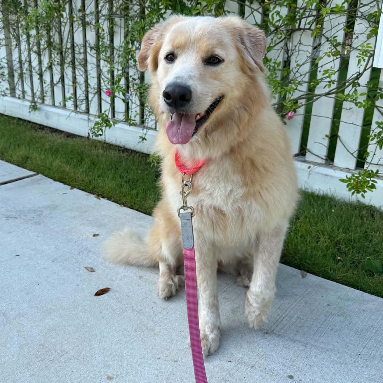 Enlarge Dolly, an adoption pending mixed breed in Boise, ID image 1/6