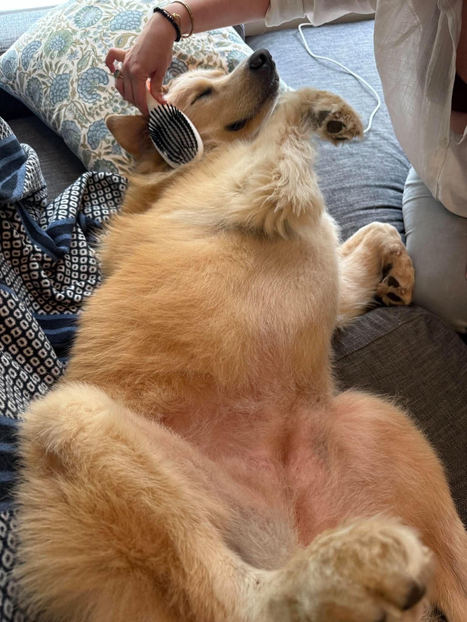 Enlarge Dolly, an adoption pending mixed breed in Boise, ID image 5/6