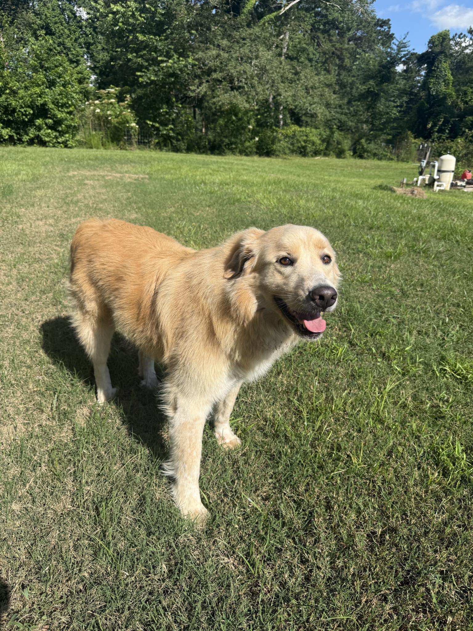 Enlarge Dolly, an adoption pending mixed breed in Boise, ID image 2/6