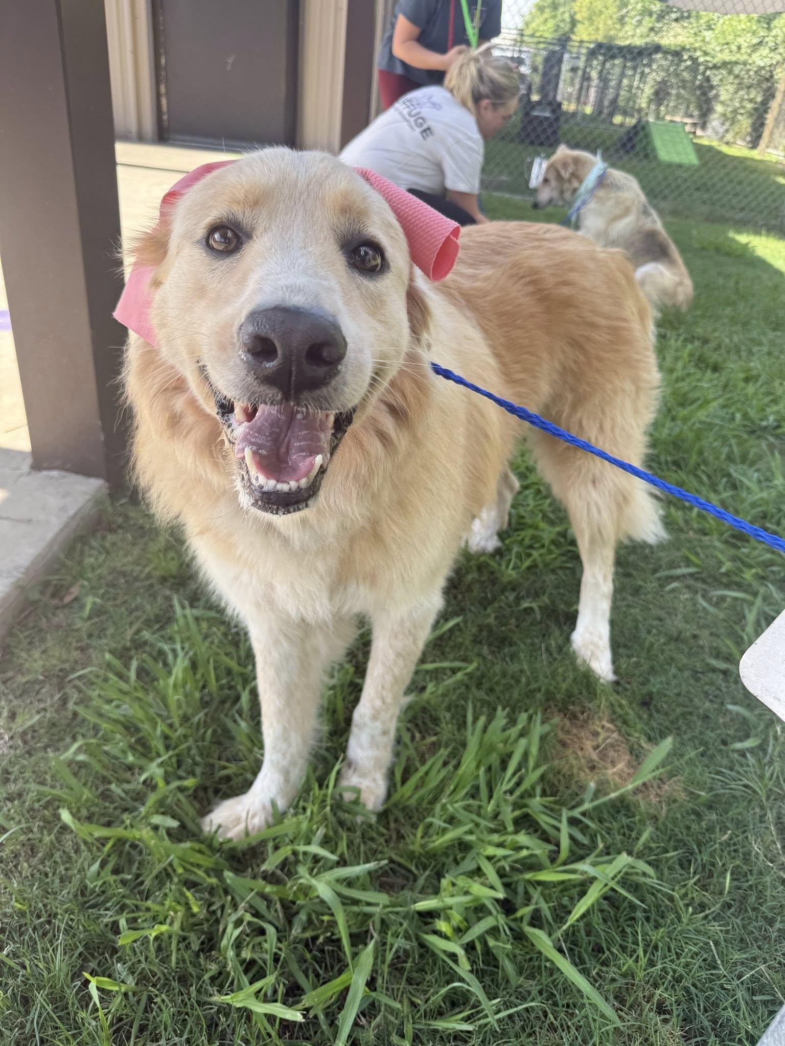 Enlarge Dolly, an adoption pending mixed breed in Boise, ID image 3/6