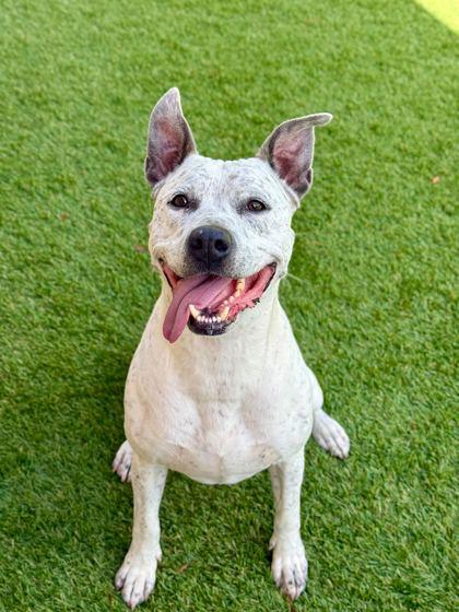 Ryder - 1, Adoptable, Adult Male Cattle Dog & Mixed Breed.