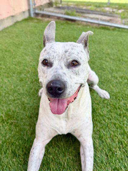Ryder - 1, a Adoptable mixed breed in Daytona Beach, FL image 2/3