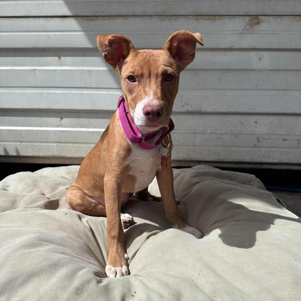 Walker, Adoptable, Puppy Female Mixed Breed.