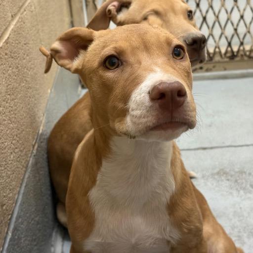 Walker, a Adoptable Mixed Breed in Bend, OR image 2/3