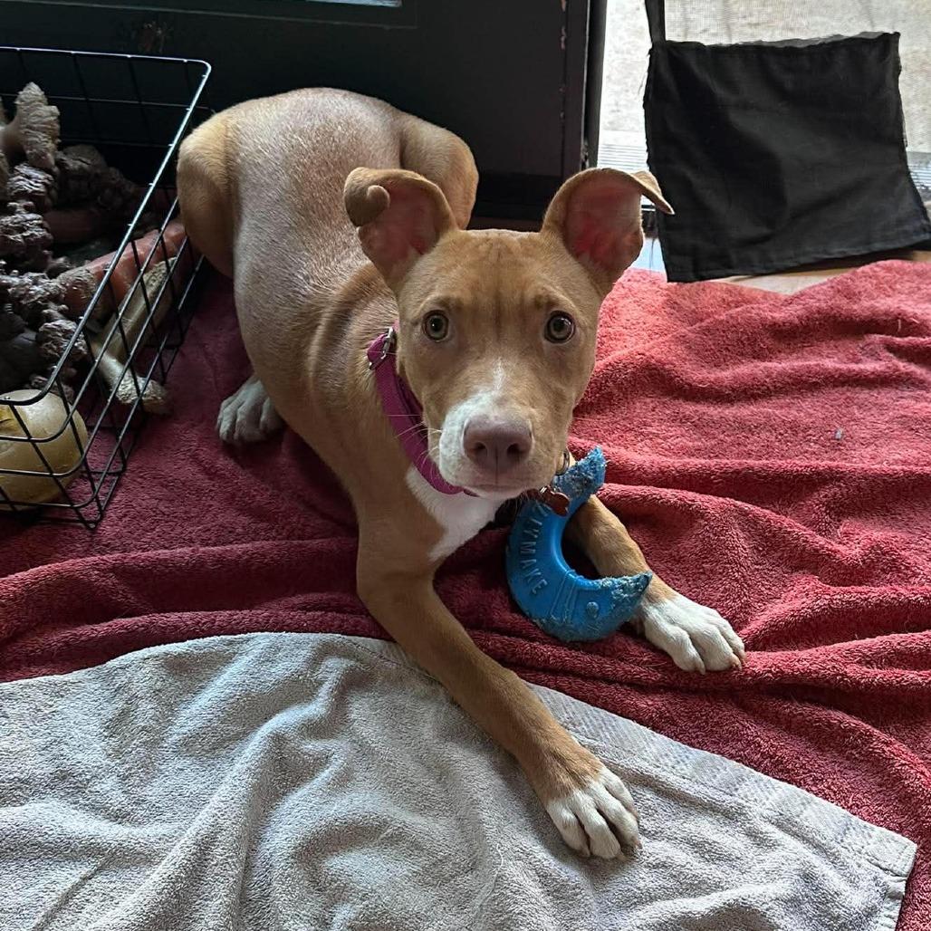 Walker, a Adoptable Mixed Breed in Bend, OR image 3/3