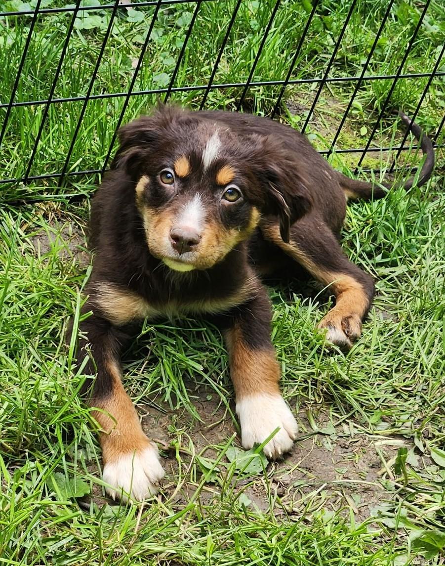 Echo, adopted, Puppy Female Australian Shepherd.