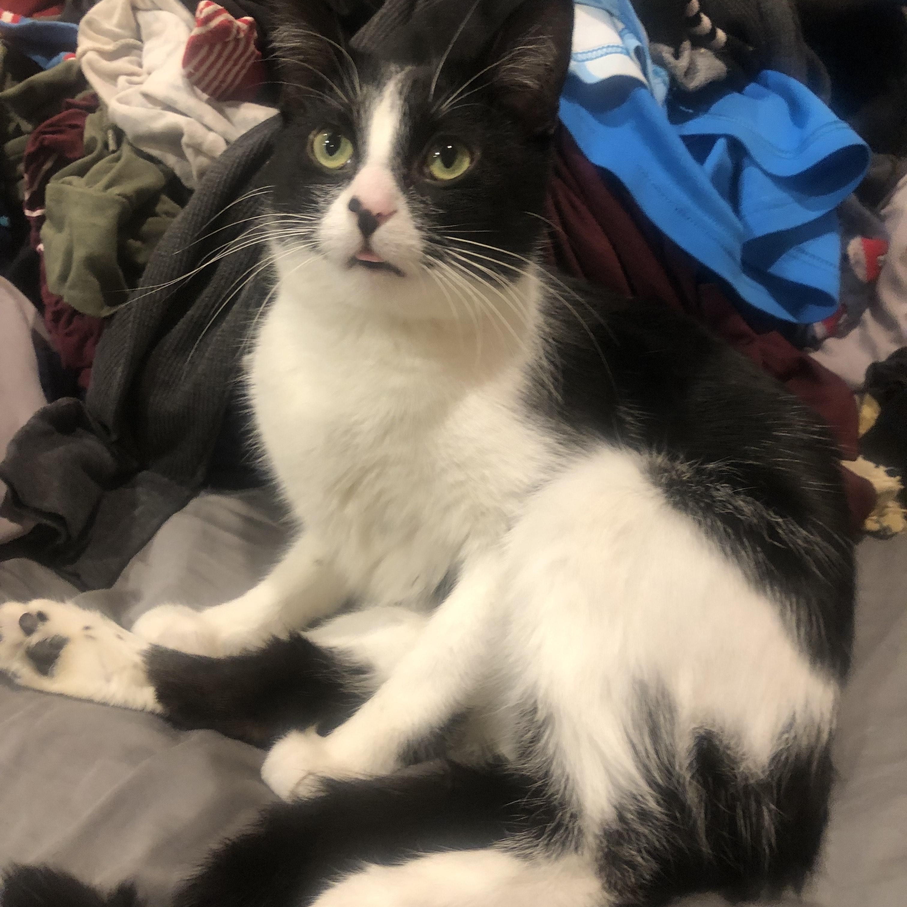 Enlarge Nike, a Adoptable mixed breed in Chicago, IL image 2/5