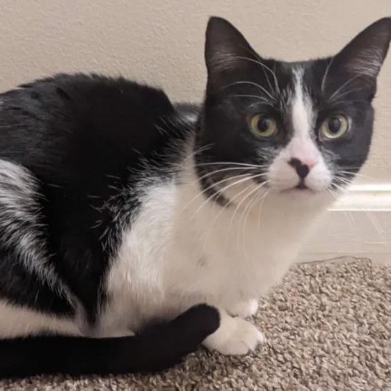 Nike, Adoptable, Young Female Domestic Short Hair.