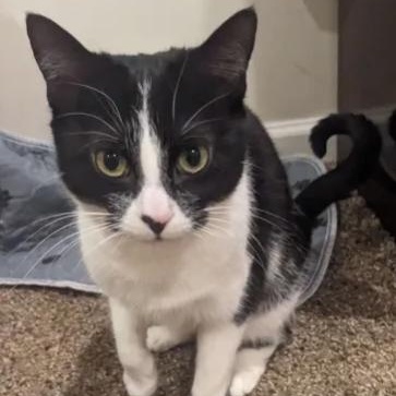 Enlarge Nike, a Adoptable mixed breed in Chicago, IL image 4/5