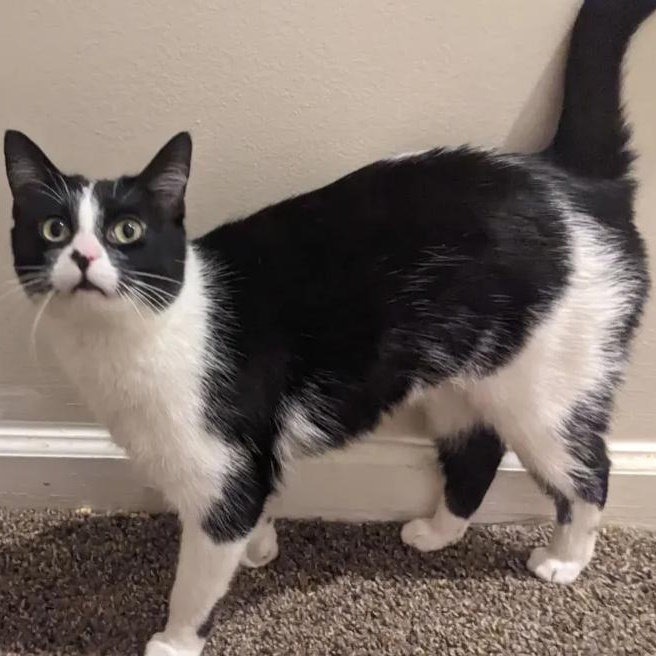 Enlarge Nike, a Adoptable mixed breed in Chicago, IL image 3/5