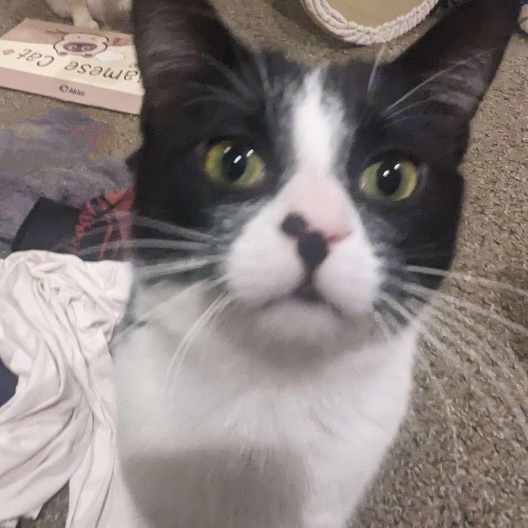 Enlarge Nike, a Adoptable mixed breed in Chicago, IL image 5/5