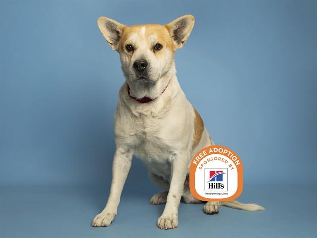 Enlarge THEO, a Adoptable mixed breed in Phoenix, AZ image 1/1