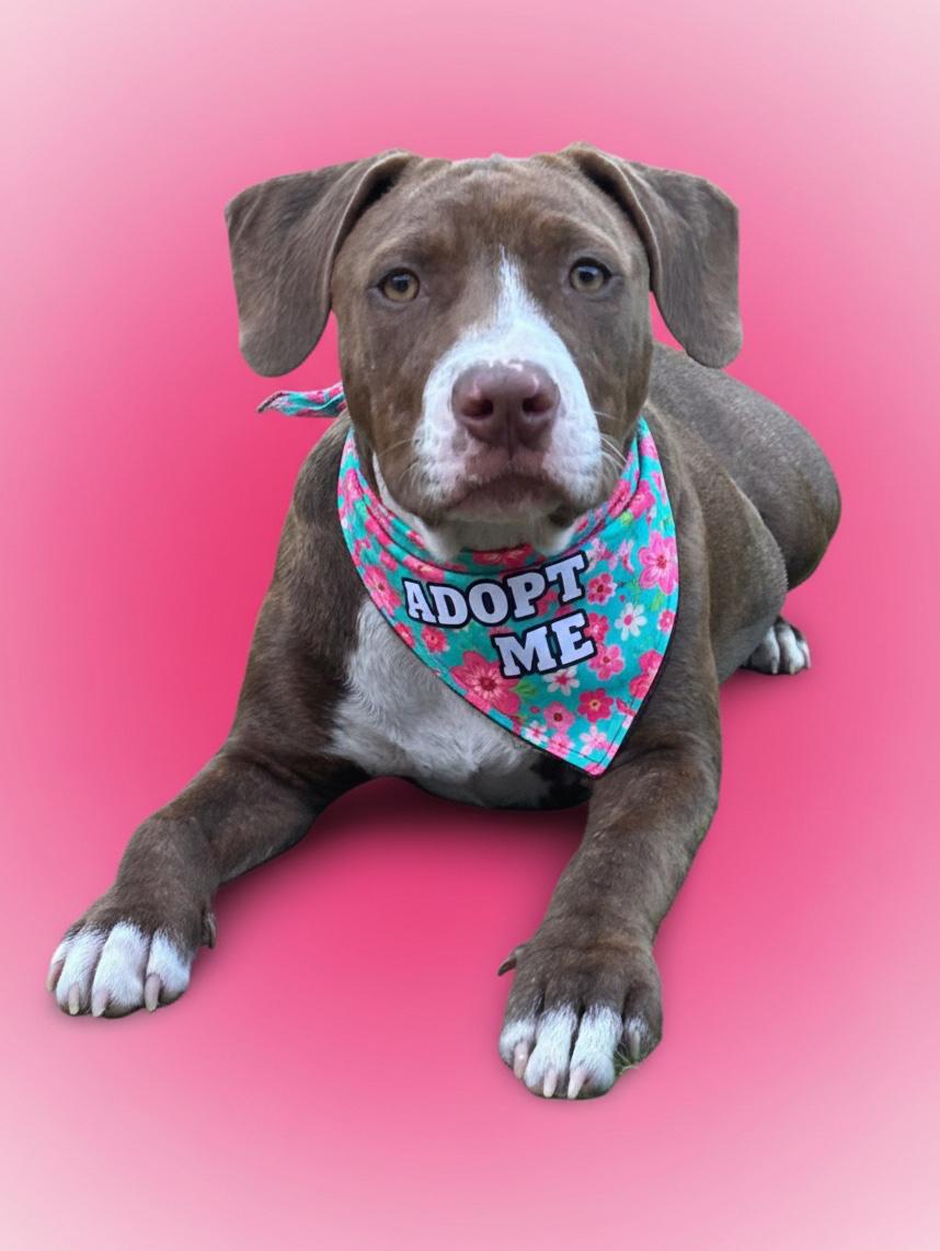 Aruba- ADOPT Me, adoptable, Puppy Female American Staffordshire Terrier & Pit Bull Terrier.