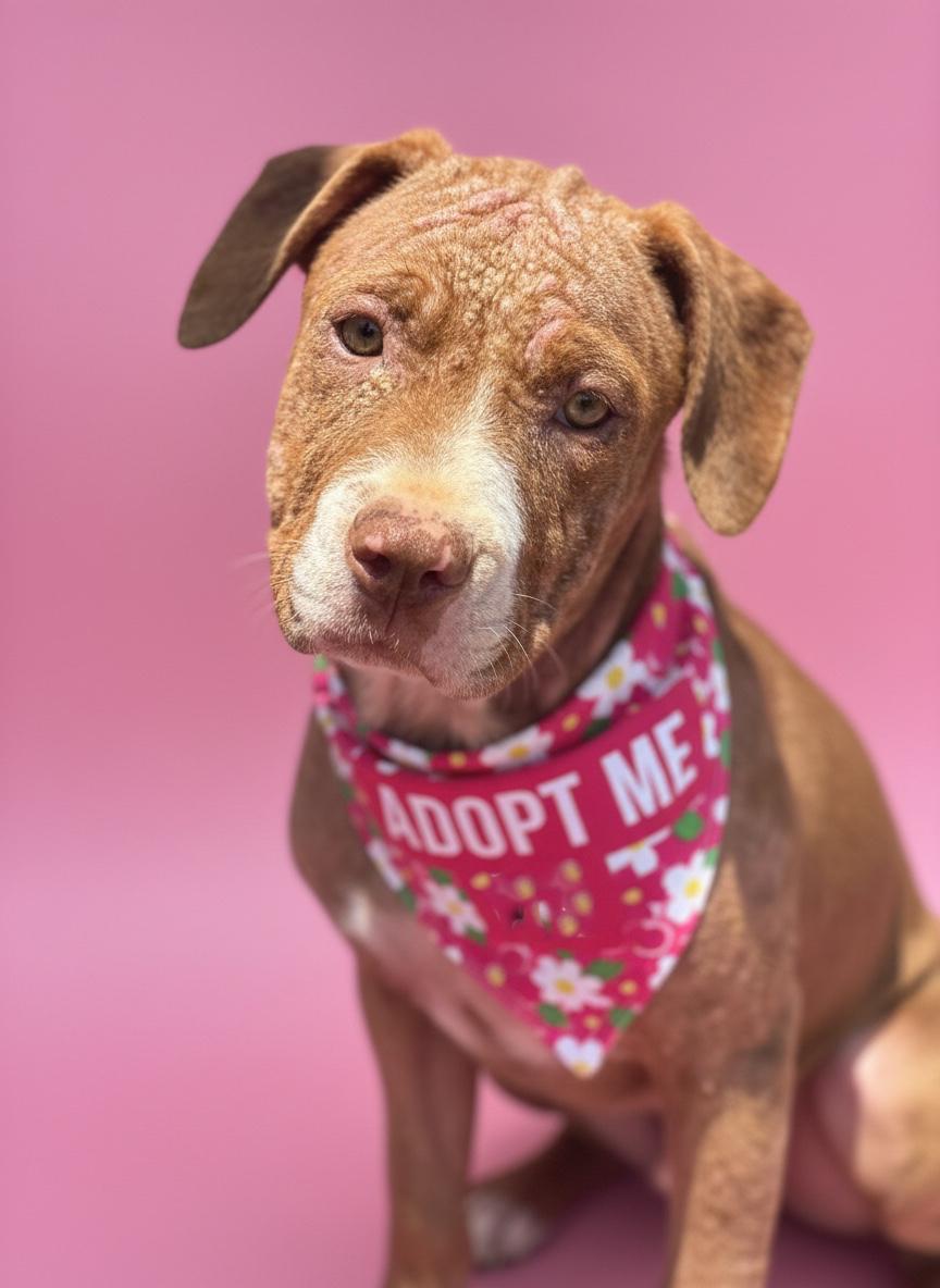 Enlarge Aruba- ADOPT Me, an adoptable mixed breed in Redondo Beach, CA image 4/6