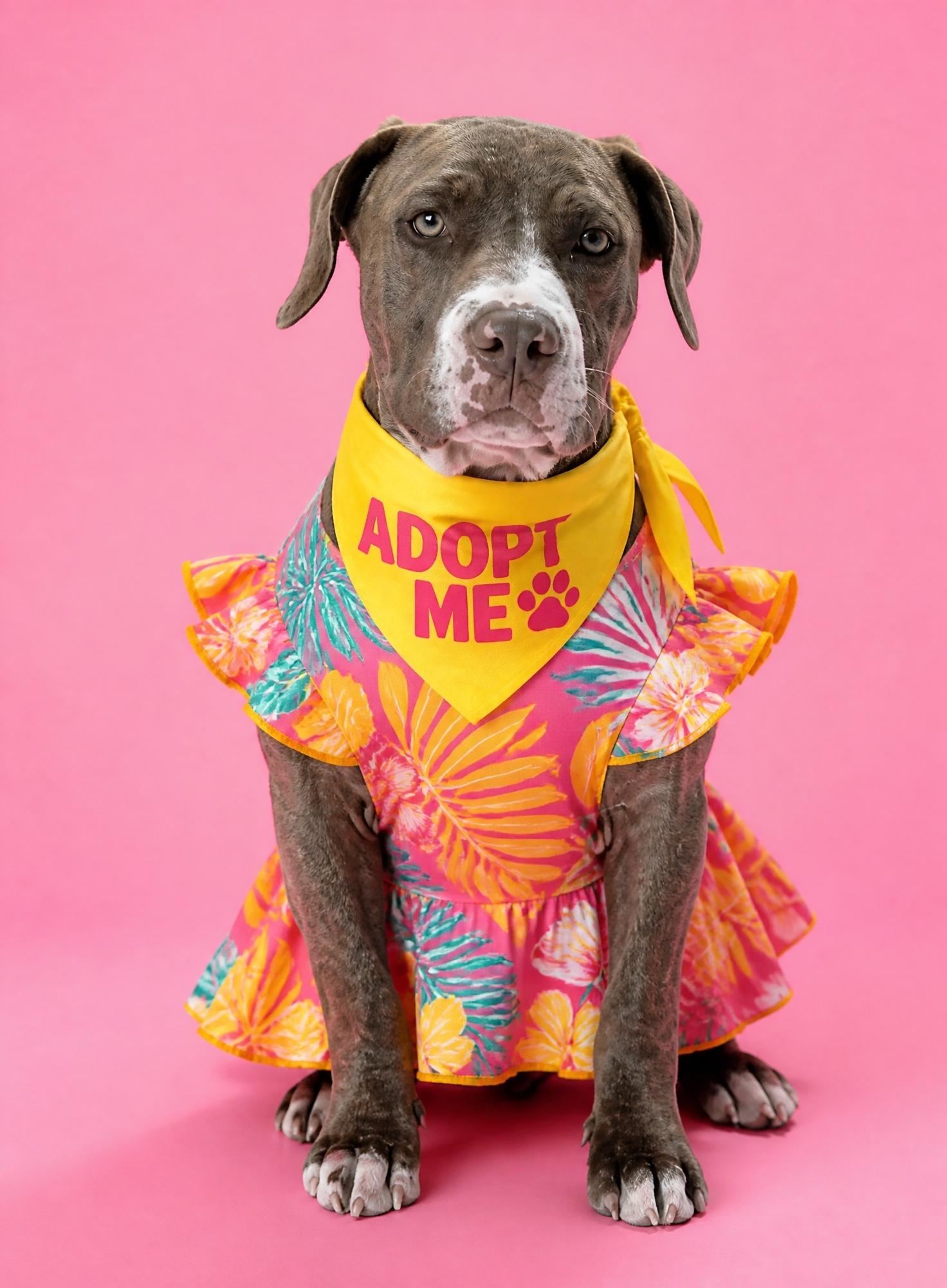 Enlarge Aruba- ADOPT Me, an adoptable mixed breed in Redondo Beach, CA image 6/6