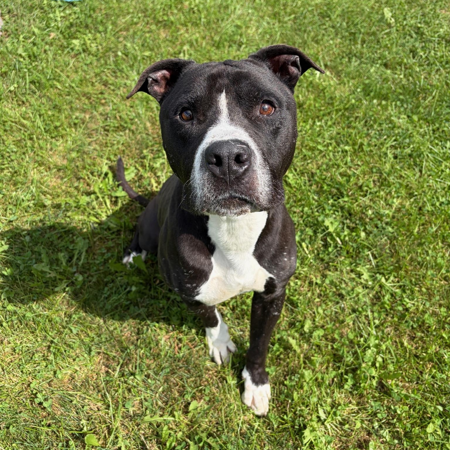 Enlarge Dingo- Foster to Adopt, a Adoptable mixed breed in Mississauga, ON image 4/6
