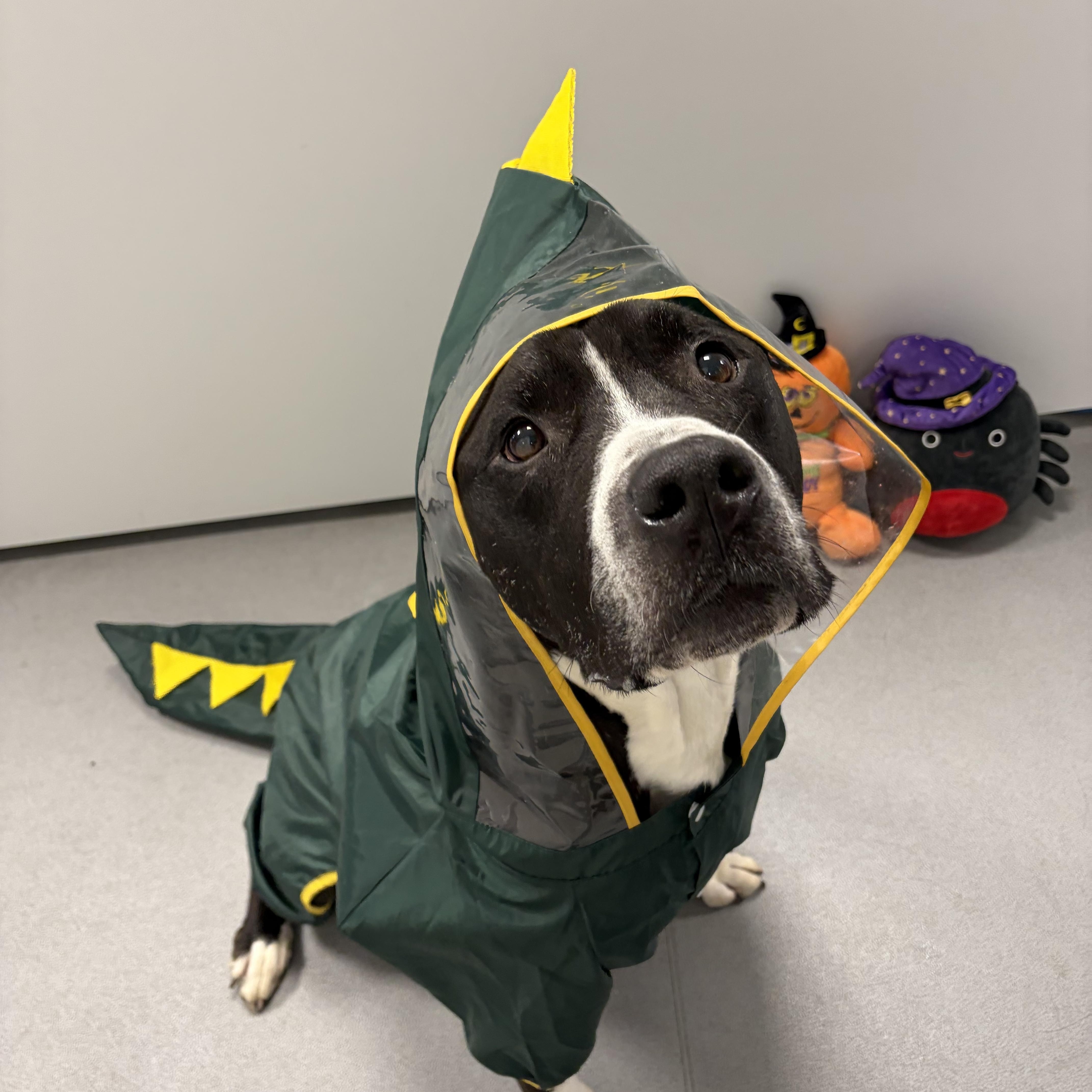 Dingo- Foster to Adopt, Adoptable, Adult Male American Bully.
