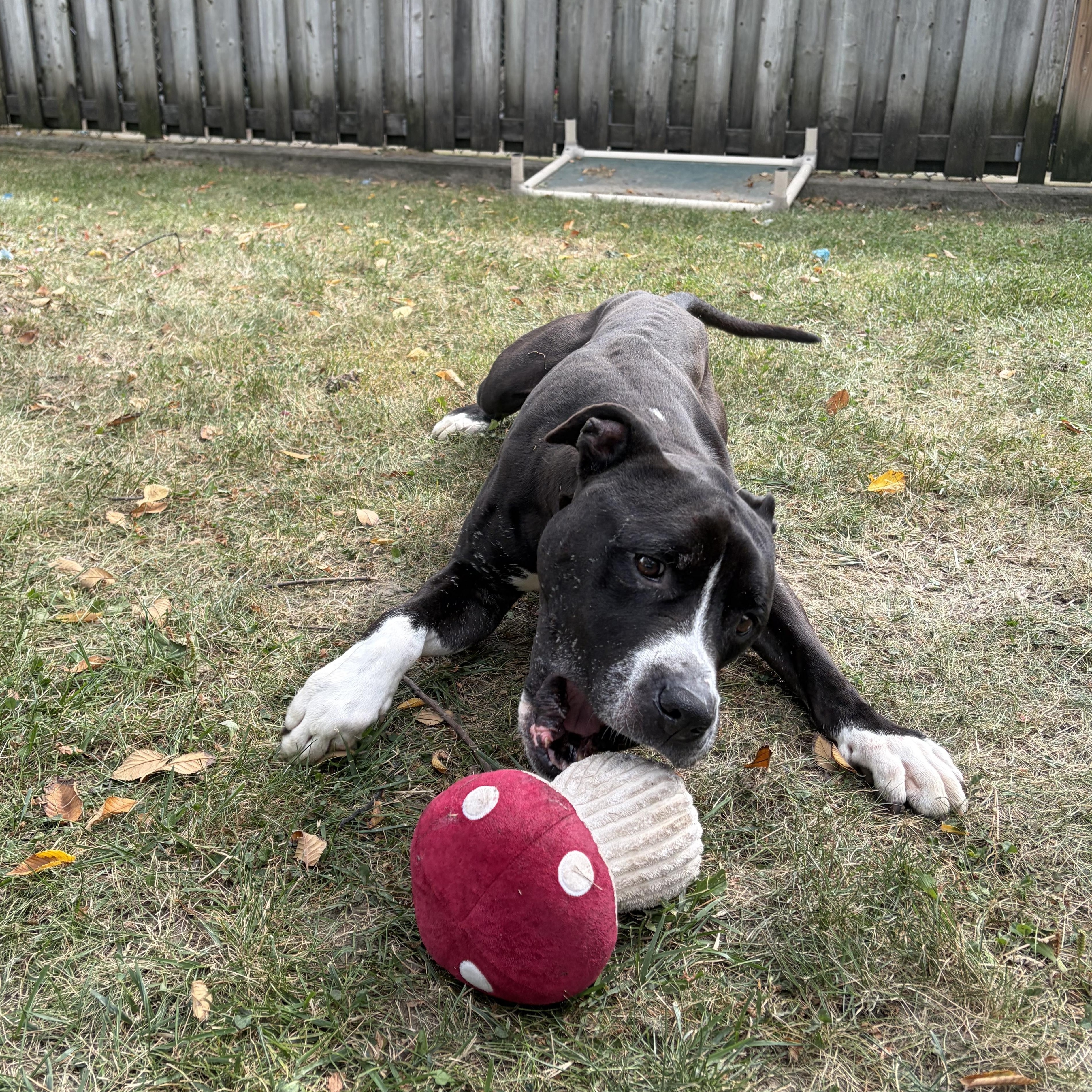 Enlarge Dingo- Foster to Adopt, a Adoptable mixed breed in Mississauga, ON image 5/6