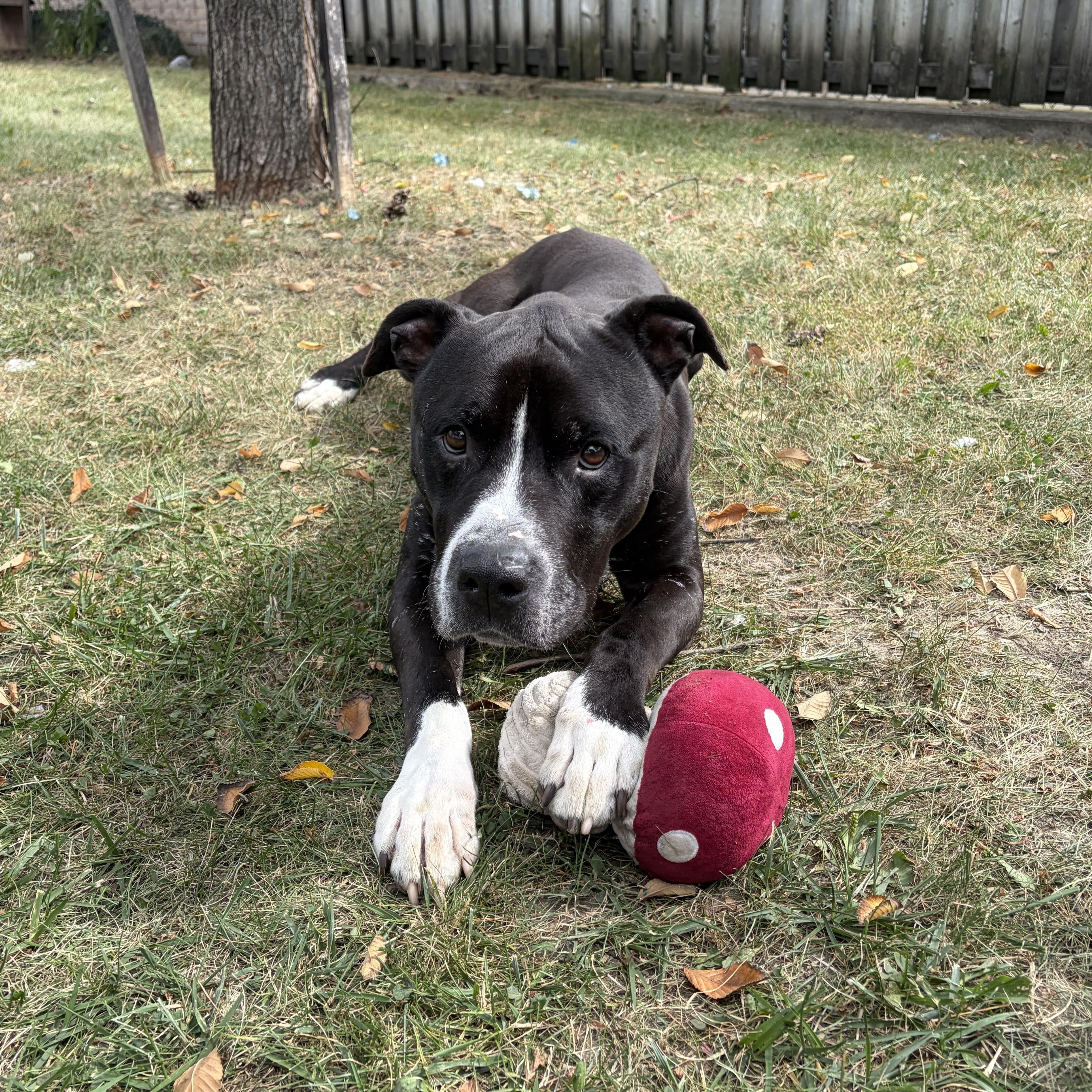 Enlarge Dingo- Foster to Adopt, a Adoptable mixed breed in Mississauga, ON image 6/6