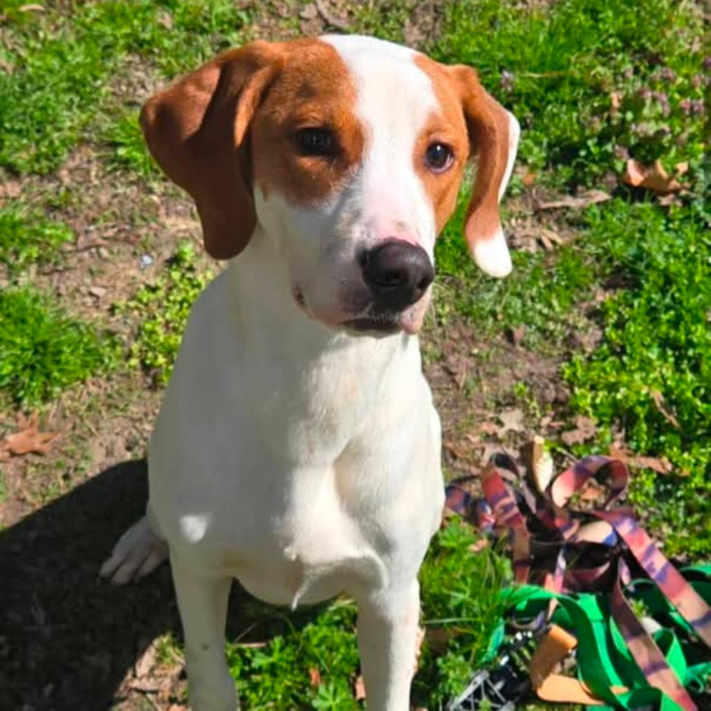 Porter, Adoptable, Young Male Pointer & Coonhound.