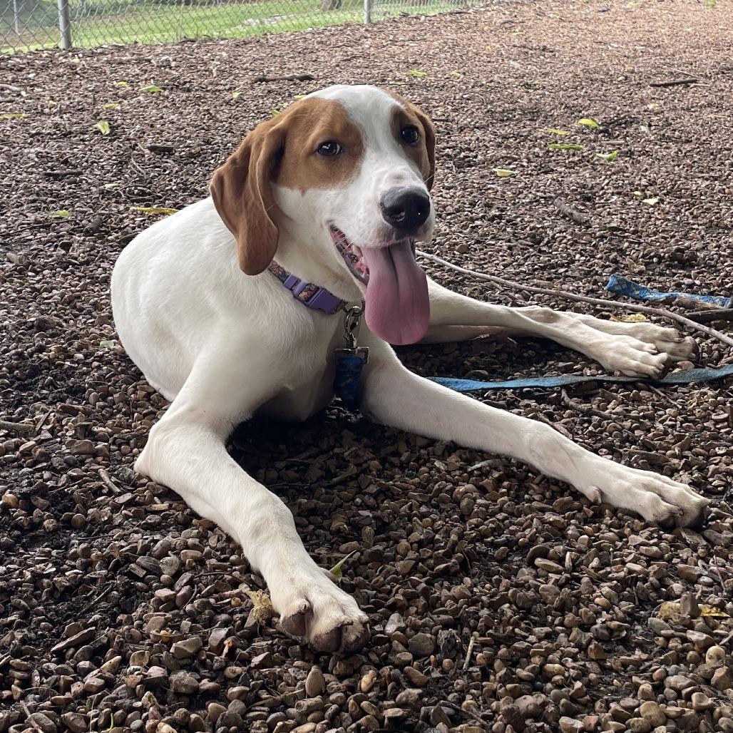 Enlarge Porter, a Adoptable mixed breed in Nashville, TN image 2/5