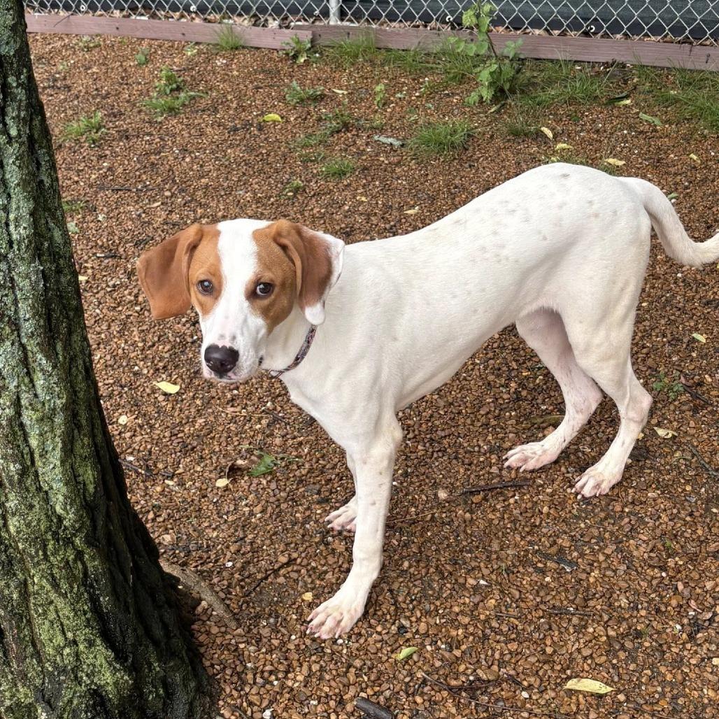 Enlarge Porter, a Adoptable mixed breed in Nashville, TN image 4/5