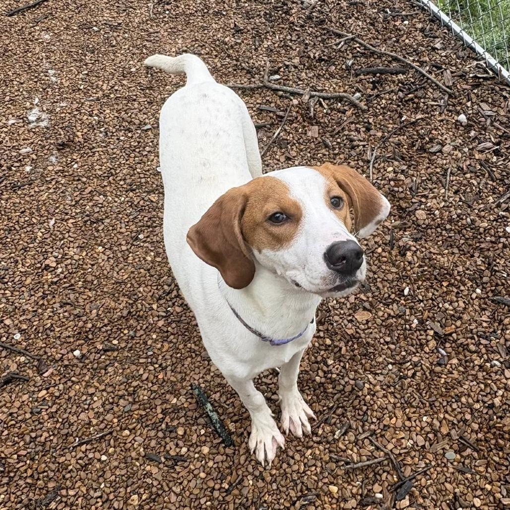 Enlarge Porter, a Adoptable mixed breed in Nashville, TN image 5/5