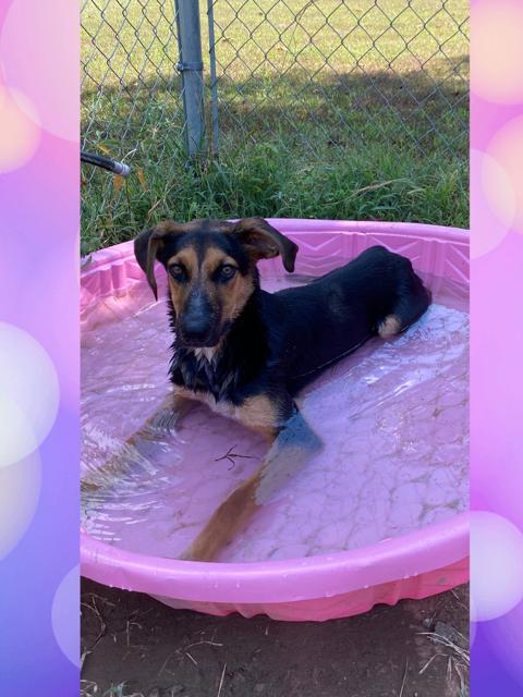 Prim, a Adoptable mixed breed in Tahlequah, OK image 2/4