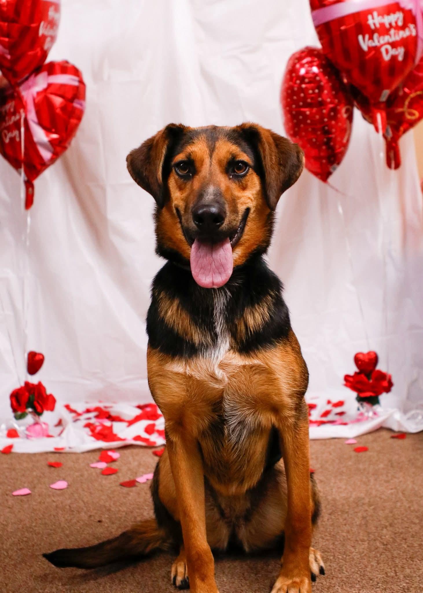 Enlarge Prim, a Adoptable mixed breed in Tahlequah, OK image 2/6