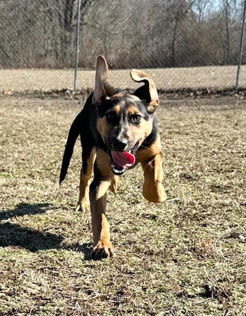 Prim, a Adoptable mixed breed in Tahlequah, OK image 3/4