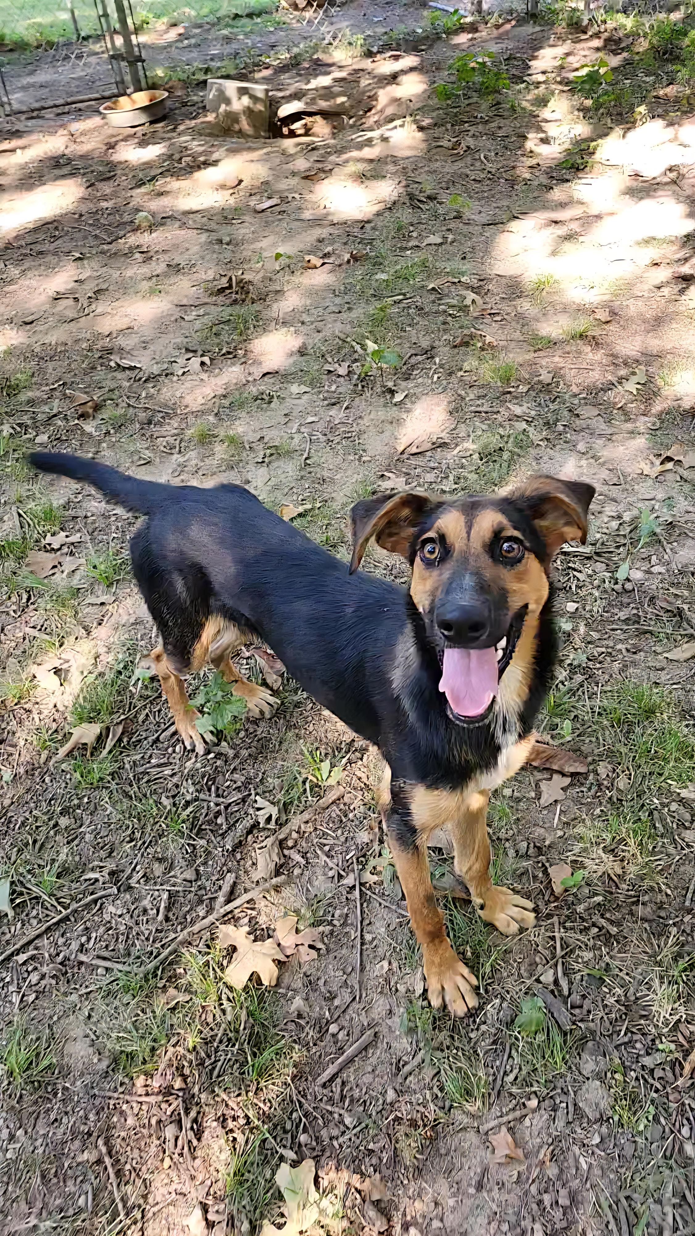 Prim, a Adoptable mixed breed in Tahlequah, OK image 1/4