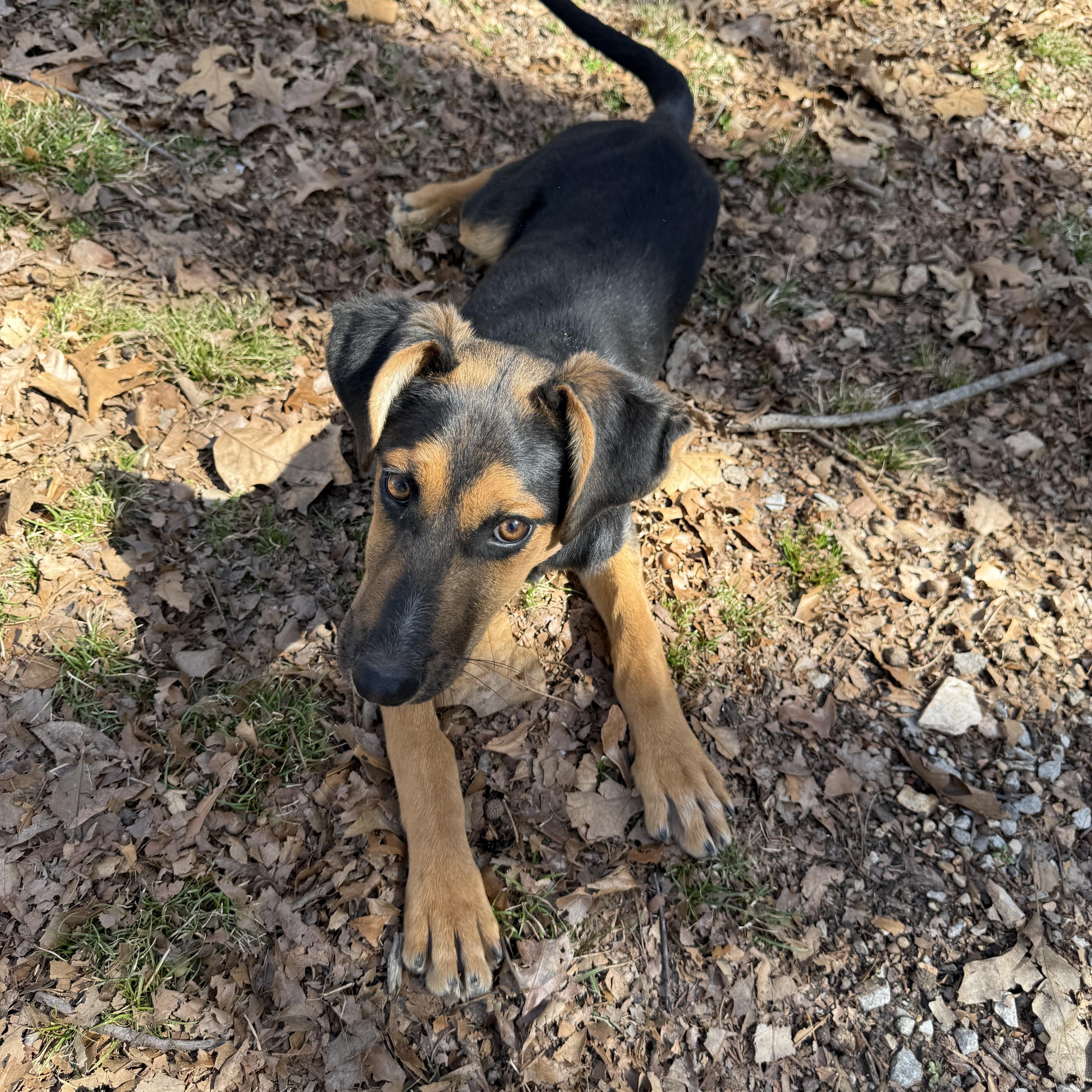 Prim, a Adoptable mixed breed in Tahlequah, OK image 4/4