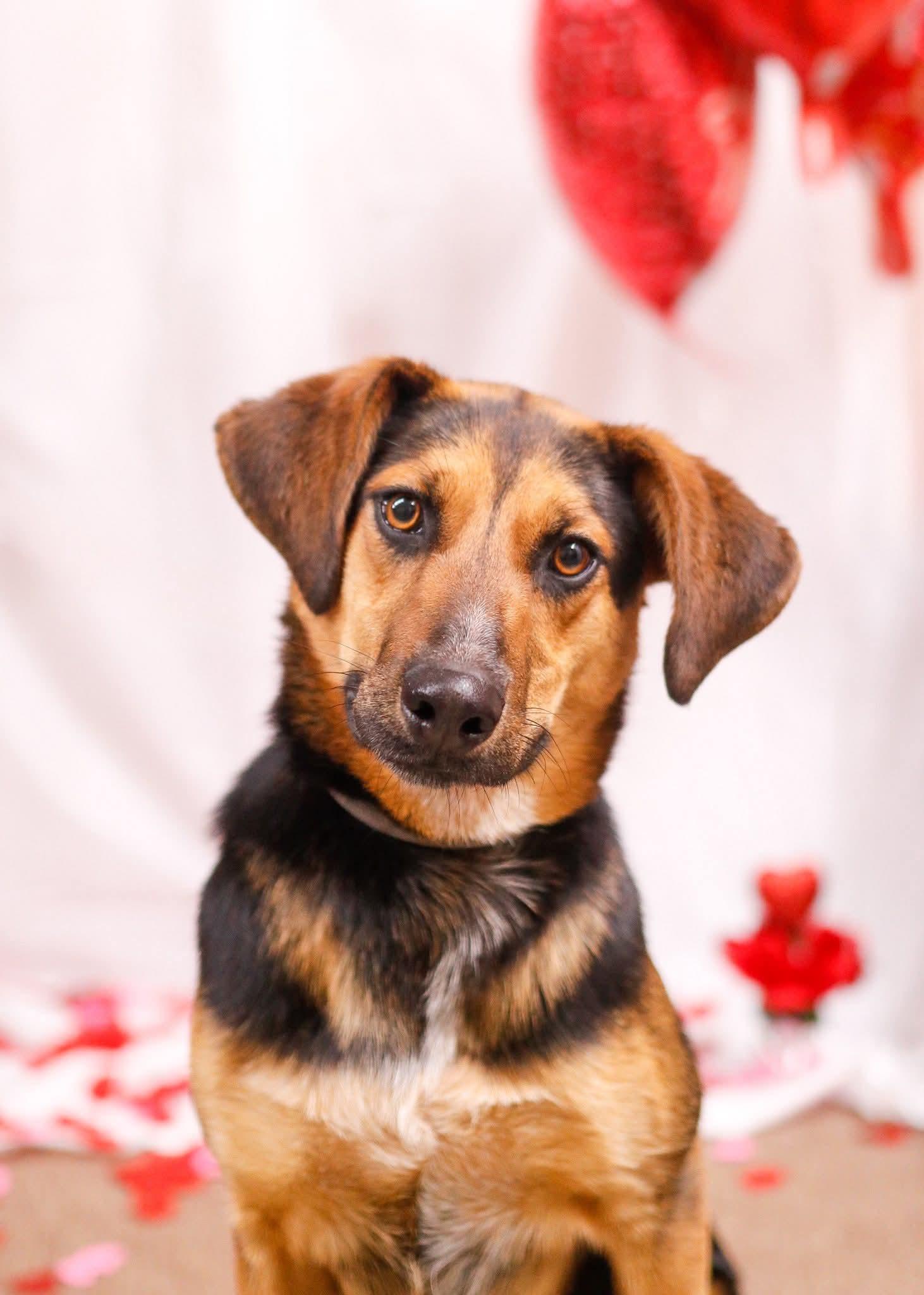 Enlarge Prim, a Adoptable mixed breed in Tahlequah, OK image 1/6