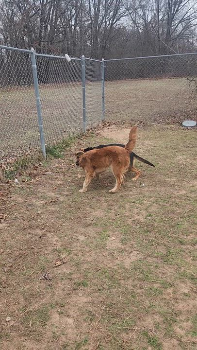Enlarge Prim, a Adoptable mixed breed in Tahlequah, OK video 5/6