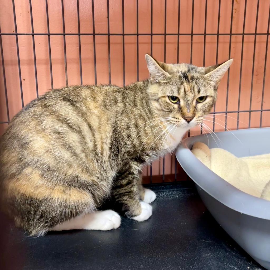 FOOFI, Adoptable, Adult Female Domestic Short Hair.