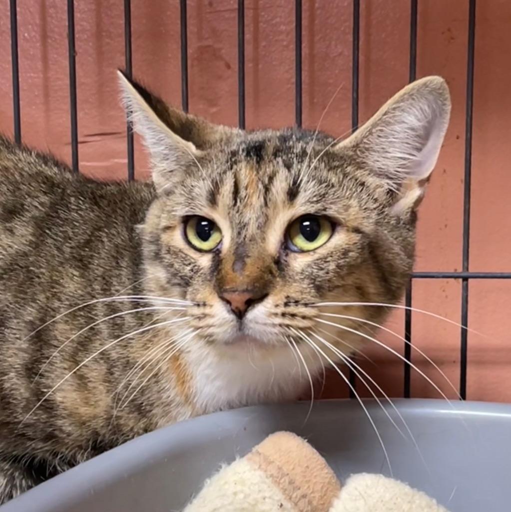 Enlarge FOOFI, a Adoptable mixed breed in Battle Creek, MI image 2/2