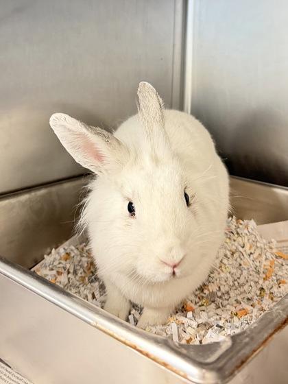 Lucy, Adoptable, Young Female Lionhead & Dwarf.