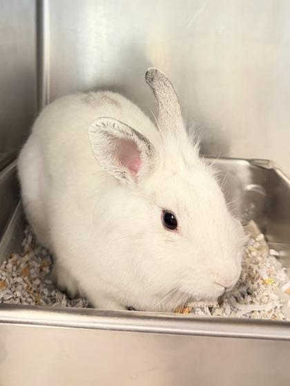 Lucy, Adoptable, Young Female Lionhead & Dwarf.