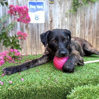 Mopsy, a Adoptable mixed breed in Washington, DC image 1/3