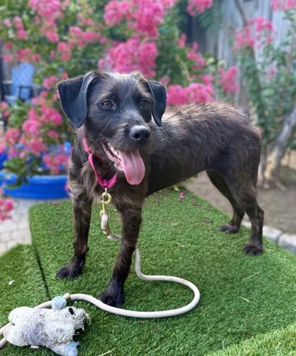 Mopsy, a Adoptable mixed breed in Washington, DC image 2/3