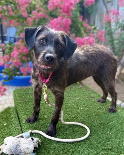 Mopsy, a Adoptable mixed breed in Washington, DC image 3/3