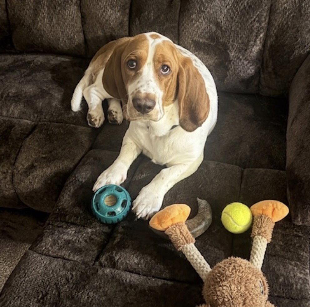Chop, Adopted, Adult Male Basset Hound.
