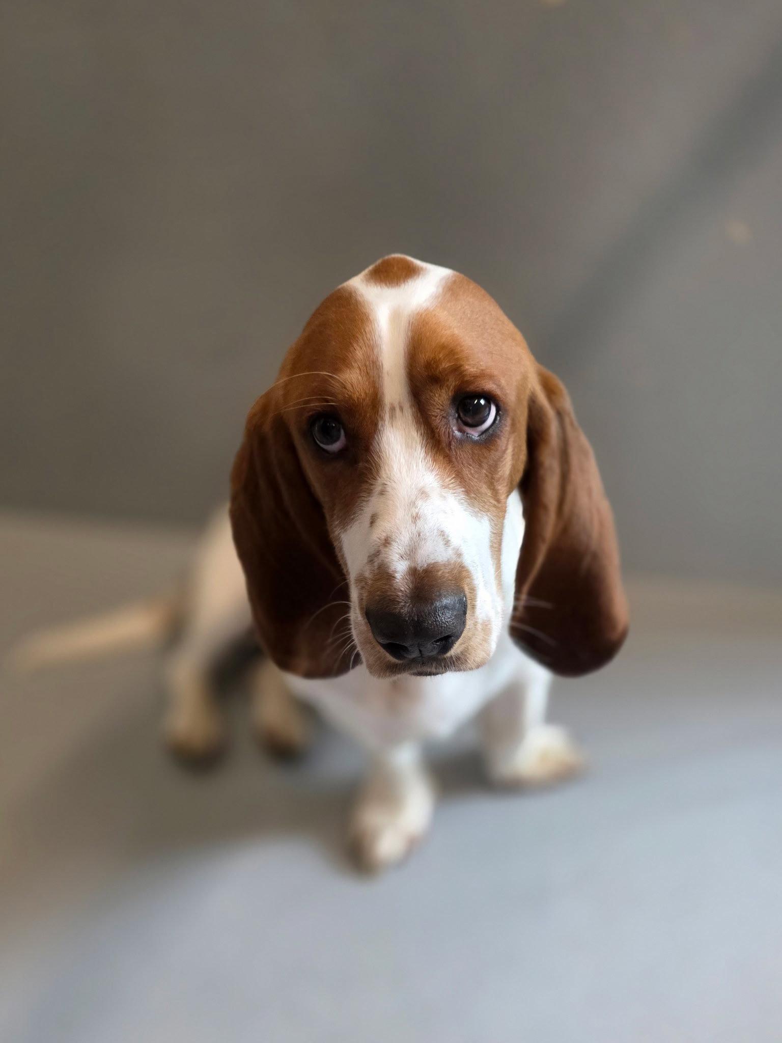 Chop, a Adopted Basset Hound in Brookville, OH image 2/3