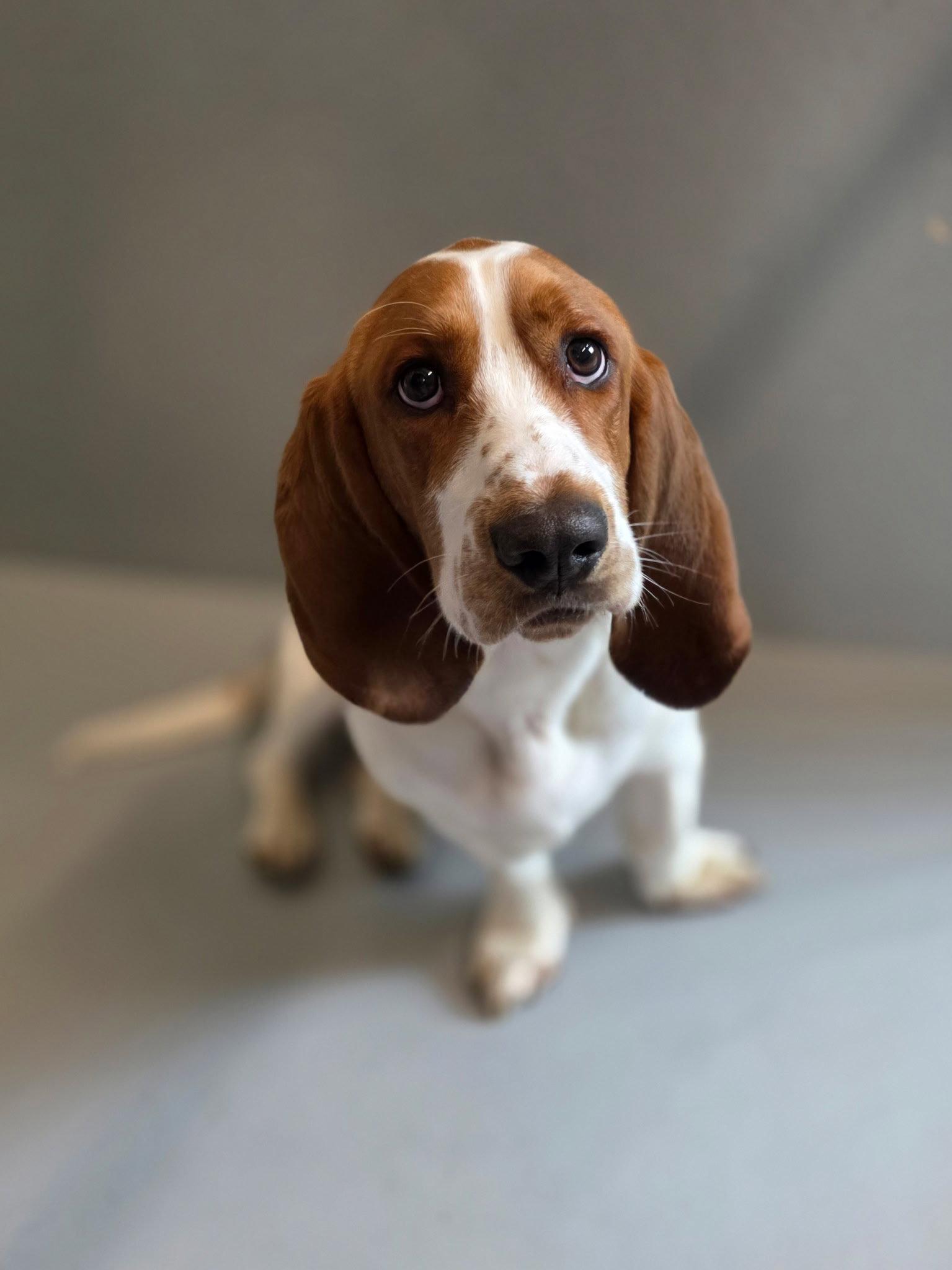 Chop, a Adopted Basset Hound in Brookville, OH image 3/3